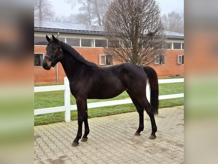 Oldenburg-International (OS) Gelding 3 years Smoky-Black in Vechta