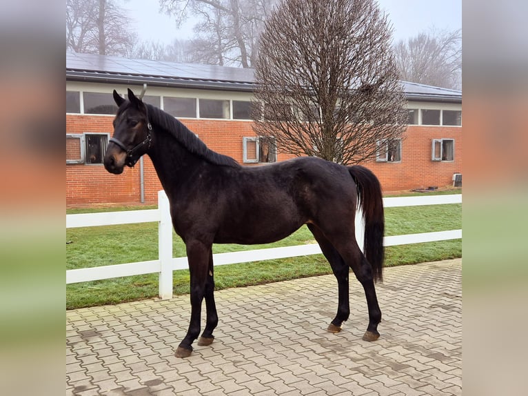 Oldenburg-International (OS) Gelding 3 years Smoky-Black in Vechta