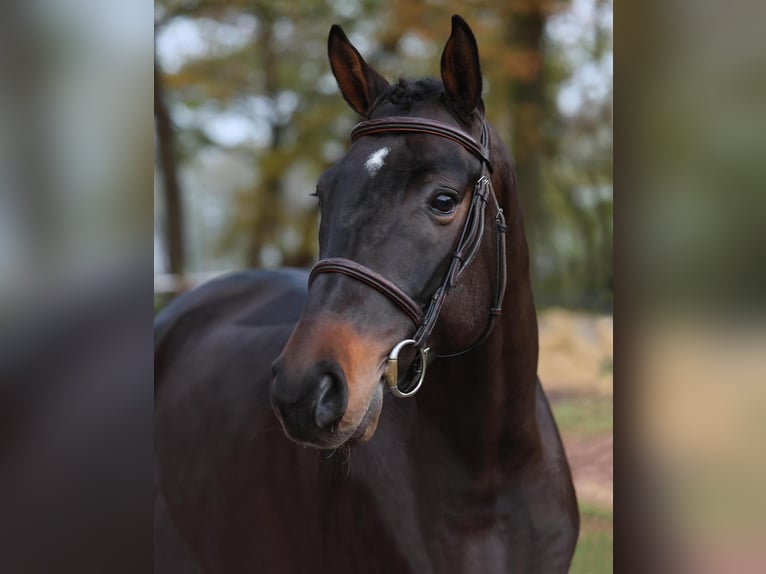 Oldenburg-International (OS) Gelding 4 years 16,1 hh Brown in Diepholz