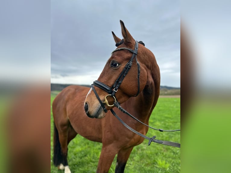 Oldenburg-International (OS) Gelding 4 years 16,1 hh Brown in Mossautal