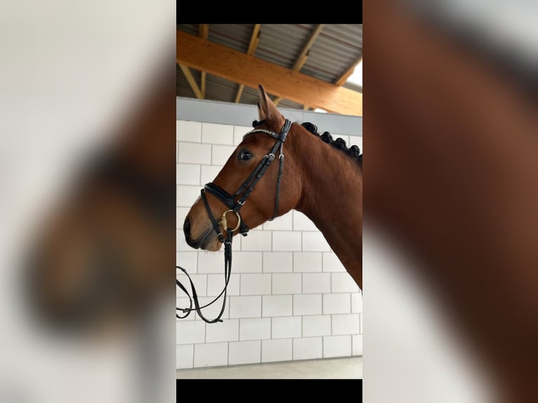 Oldenburg-International (OS) Gelding 4 years 16,1 hh Brown in Mossautal