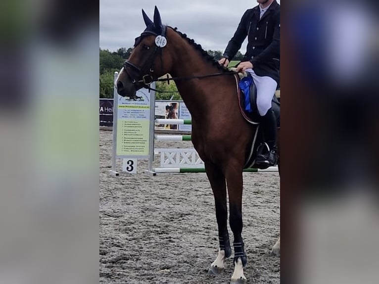 Oldenburg-International (OS) Gelding 4 years 16,1 hh Brown in Mossautal