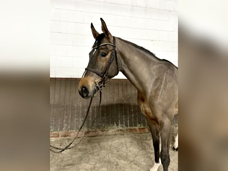 Oldenburg-International (OS) Gelding 4 years 16,1 hh Brown in Lohne (Oldenburg)