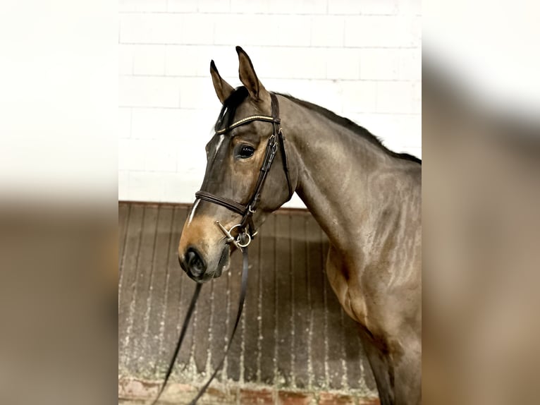 Oldenburg-International (OS) Gelding 4 years 16,1 hh Brown in Lohne (Oldenburg)