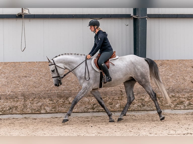 Oldenburg-International (OS) Gelding 4 years 16,1 hh Gray in Zduchovice