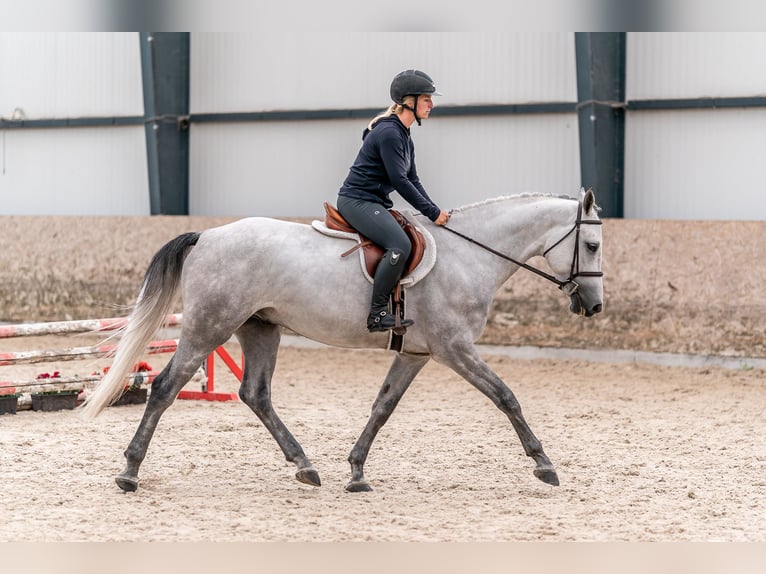 Oldenburg-International (OS) Gelding 4 years 16,1 hh Gray in Zduchovice