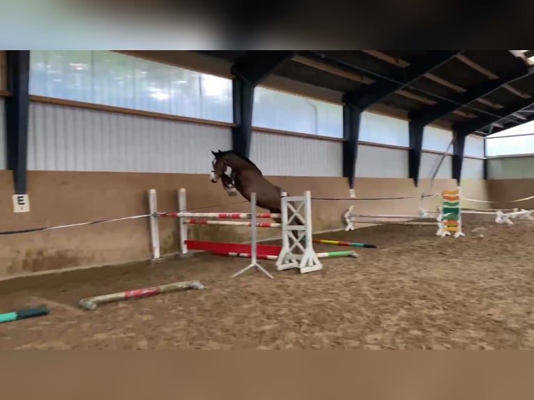 Oldenburg-International (OS) Gelding 4 years 16,2 hh Bay-Dark in Gadow