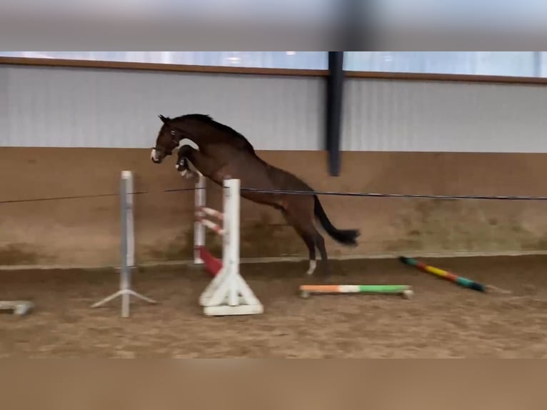 Oldenburg-International (OS) Gelding 4 years 16,2 hh Bay-Dark in Gadow