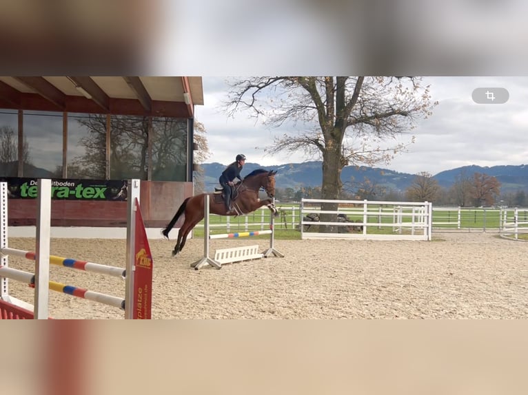 Oldenburg-International (OS) Gelding 4 years 16,2 hh Brown in Schlins