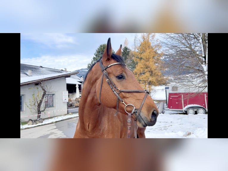 Oldenburg-International (OS) Gelding 4 years 16,2 hh Brown in Schlins