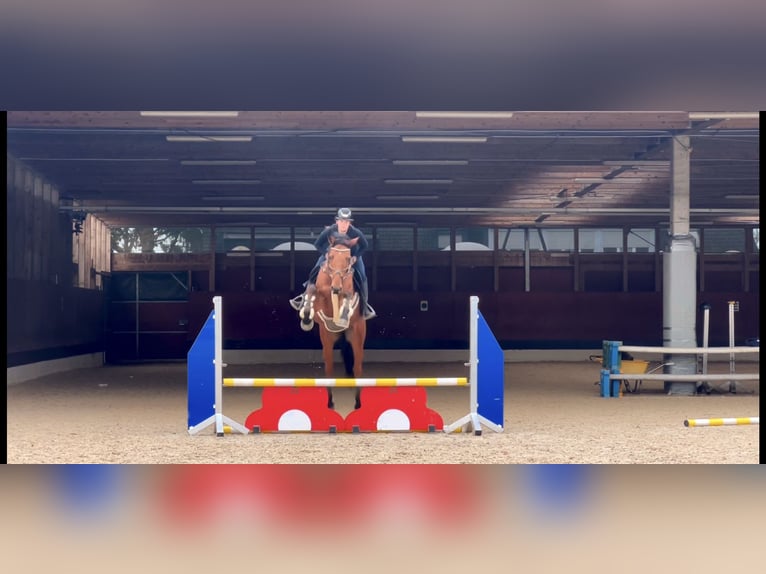 Oldenburg-International (OS) Gelding 4 years 16,2 hh Brown in Schlins