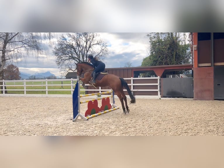 Oldenburg-International (OS) Gelding 4 years 16,2 hh Brown in Schlins