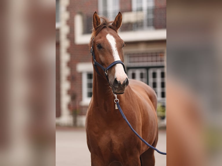 Oldenburg-International (OS) Gelding 4 years 16,2 hh Chestnut-Red in Lemwerder