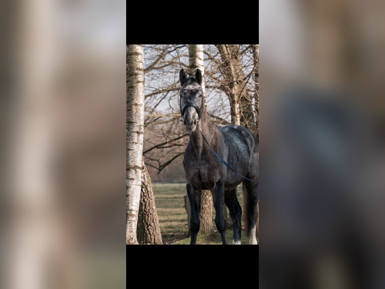 Oldenburg-International (OS) Gelding 4 years 16,2 hh Gray-Dapple in Bramsche