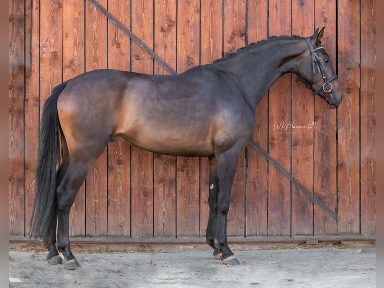 Oldenburg-International (OS) Gelding 4 years 16 hh Bay-Dark in Ermsleben