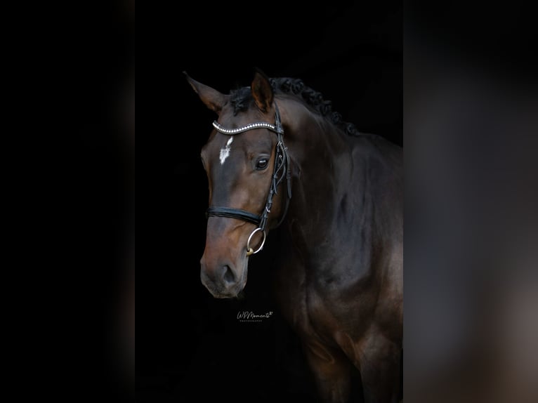 Oldenburg-International (OS) Gelding 4 years 16 hh Bay-Dark in Ermsleben