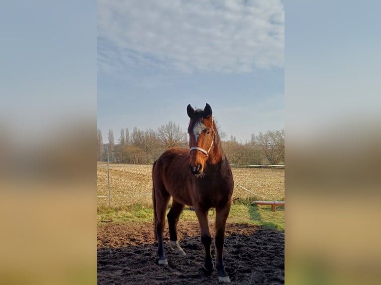 Oldenburg-International (OS) Gelding 4 years 17,2 hh Brown in Isernhagen