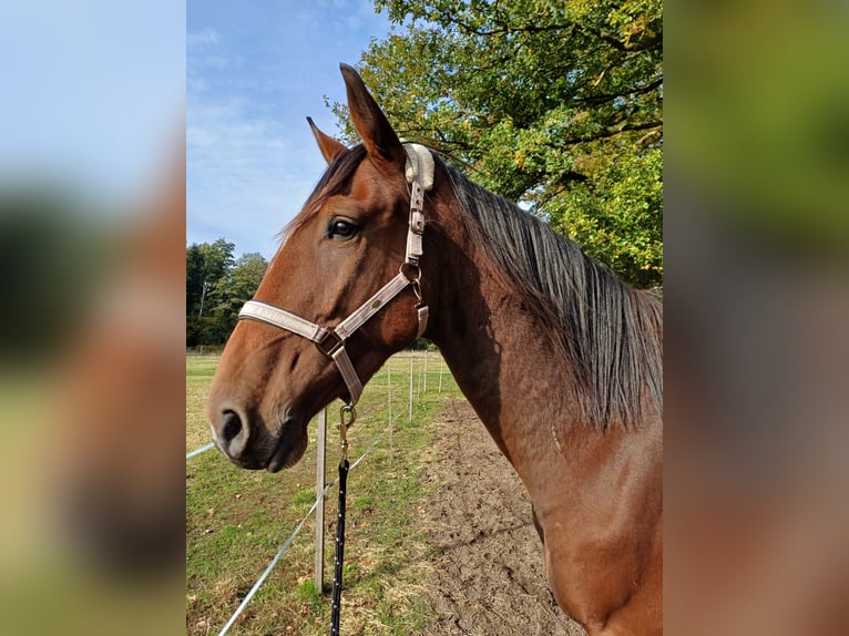 Oldenburg-International (OS) Gelding 4 years 17,2 hh Brown in Isernhagen