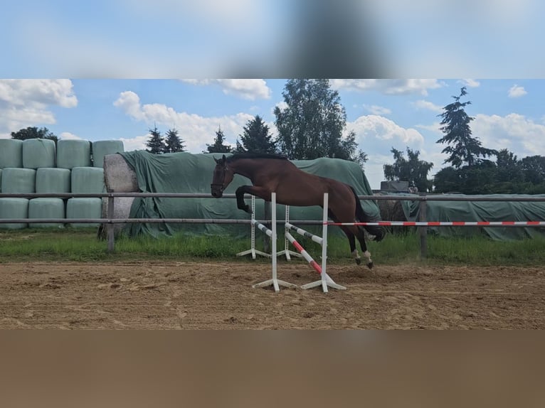 Oldenburg-International (OS) Gelding 4 years 17,2 hh Brown in Groß Roge