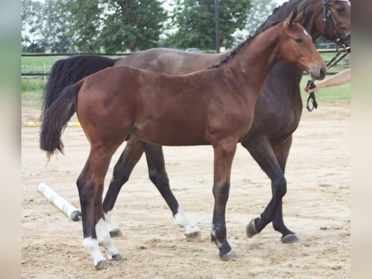 Oldenburg-International (OS) Gelding 4 years 17,2 hh Brown in Groß Roge