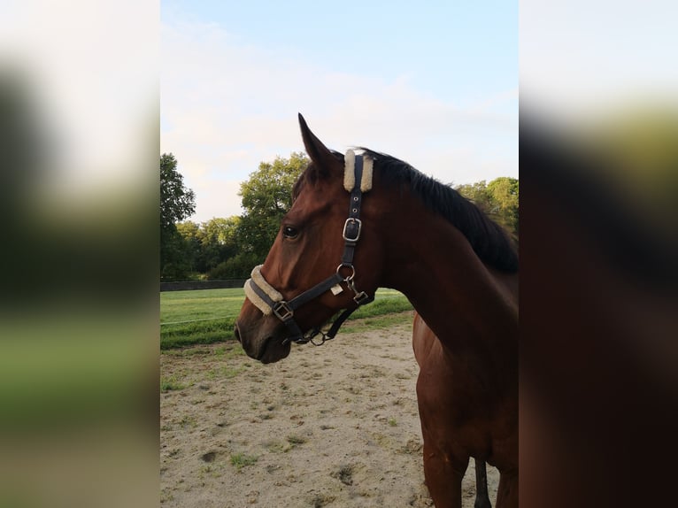 Oldenburg-International (OS) Gelding 5 years 16,1 hh Brown in Esens