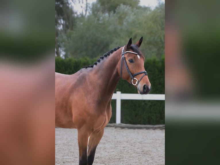 Oldenburg-International (OS) Gelding 5 years 16,1 hh Brown in Schwäbisch Hall