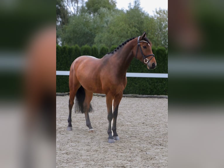 Oldenburg-International (OS) Gelding 5 years 16,1 hh Brown in Schwäbisch Hall