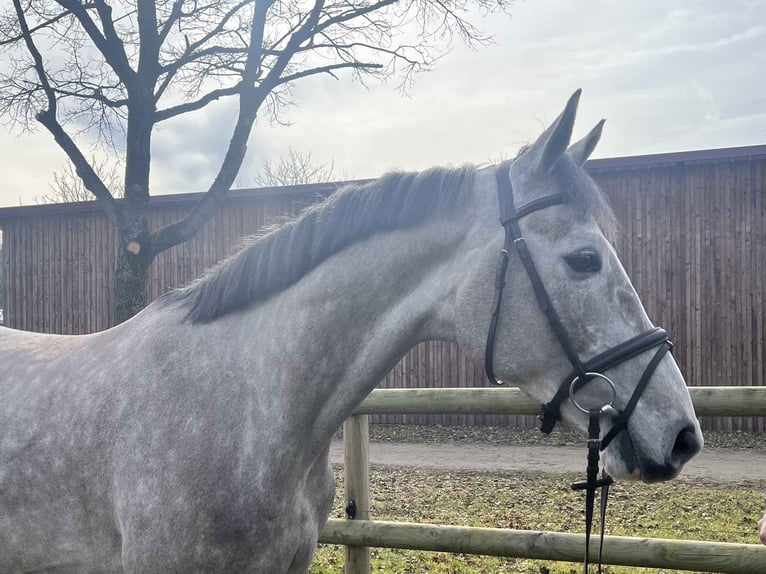 Oldenburg-International (OS) Gelding 5 years 16,1 hh Gray in Darmstadt