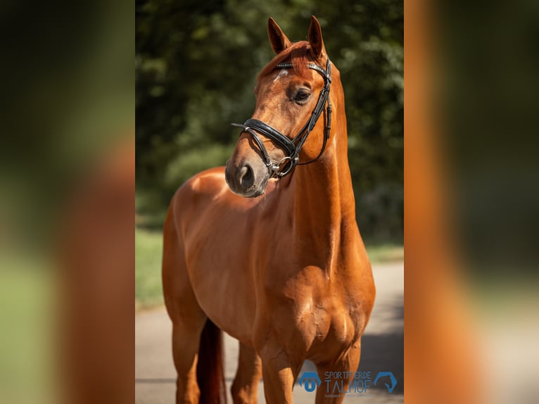 Oldenburg-International (OS) Gelding 5 years 16,1 hh in Korntal-Münchingen