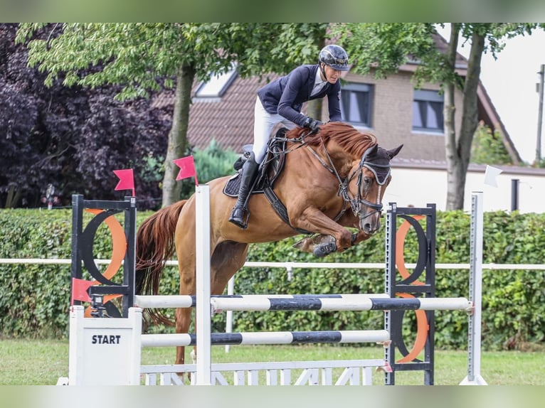 Oldenburg-International (OS) Gelding 5 years 16,2 hh Chestnut-Red in Schleiz