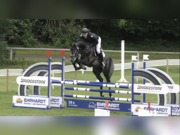 Oldenburg-International (OS) Gelding 5 years 16,2 hh Gray-Dapple in Wahrenholz