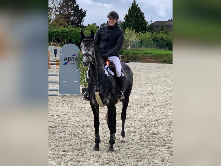 Oldenburg-International (OS) Gelding 5 years 16,2 hh Gray-Dapple in Wahrenholz