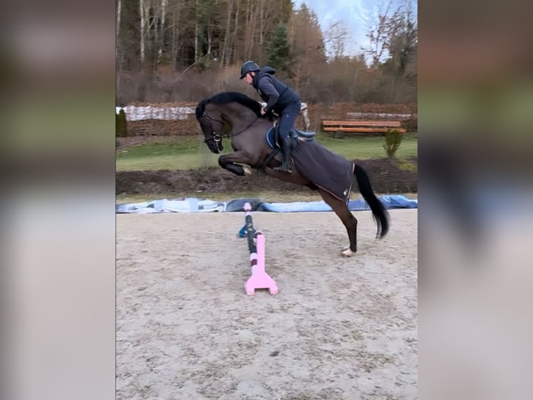 Oldenburg-International (OS) Gelding 5 years 16,2 hh Smoky-Black in Geislingen