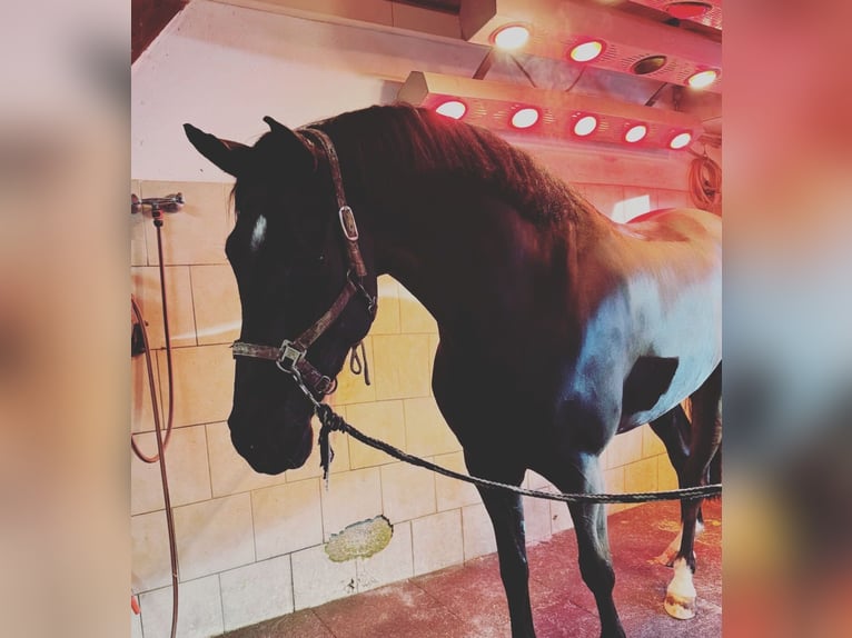 Oldenburg-International (OS) Gelding 5 years 16,2 hh Smoky-Black in Geislingen