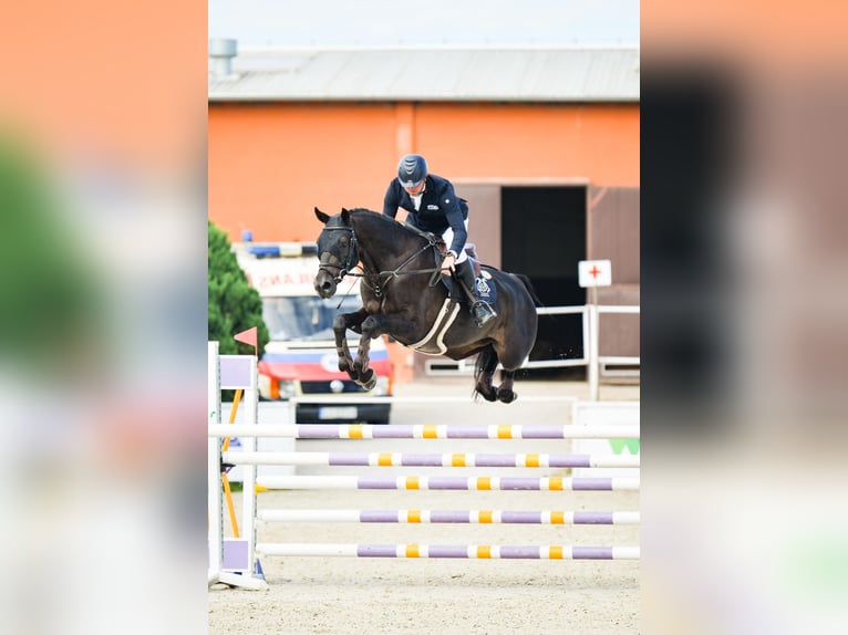 Oldenburg-International (OS) Gelding 5 years 16,3 hh Smoky-Black in Dąbrowa Wielka