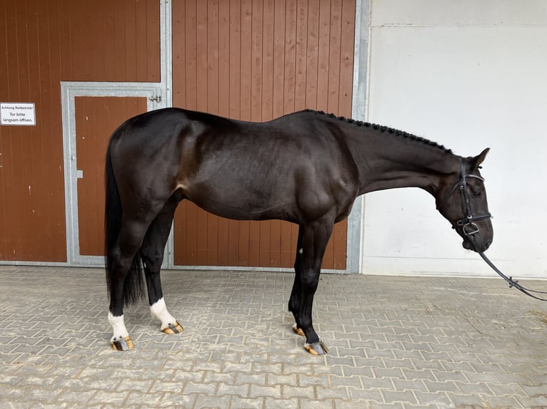 Oldenburg-International (OS) Gelding 5 years 16,3 hh Smoky-Black in Penig