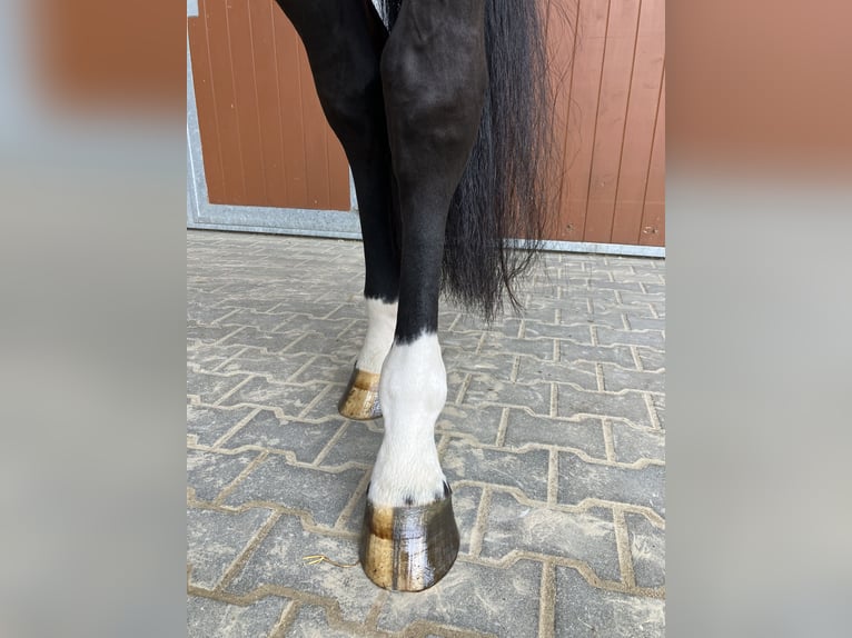 Oldenburg-International (OS) Gelding 5 years 16,3 hh Smoky-Black in Penig