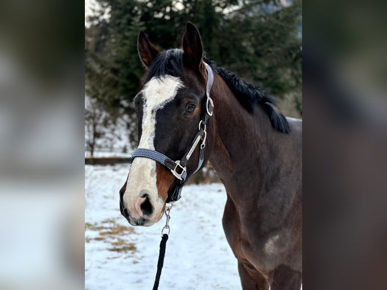 Oldenburg-International (OS) Gelding 5 years 16 hh Bay-Dark in Schöder