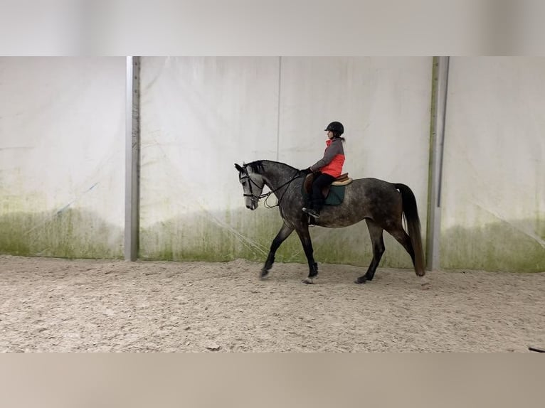 Oldenburg-International (OS) Gelding 5 years 16 hh Gray in S&#x142;upsk