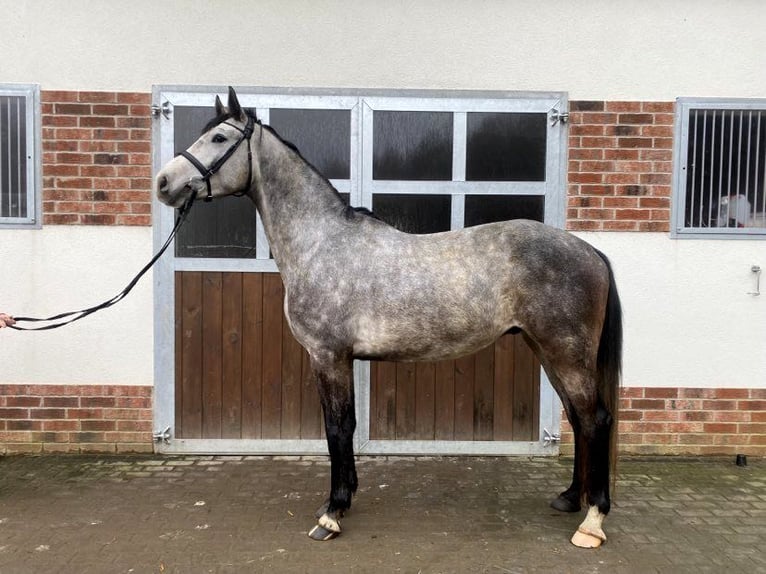 Oldenburg-International (OS) Gelding 5 years 16 hh Gray in S&#x142;upsk