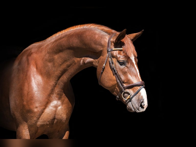 Oldenburg-International (OS) Gelding 5 years 17,1 hh Chestnut-Red in Osnabrück