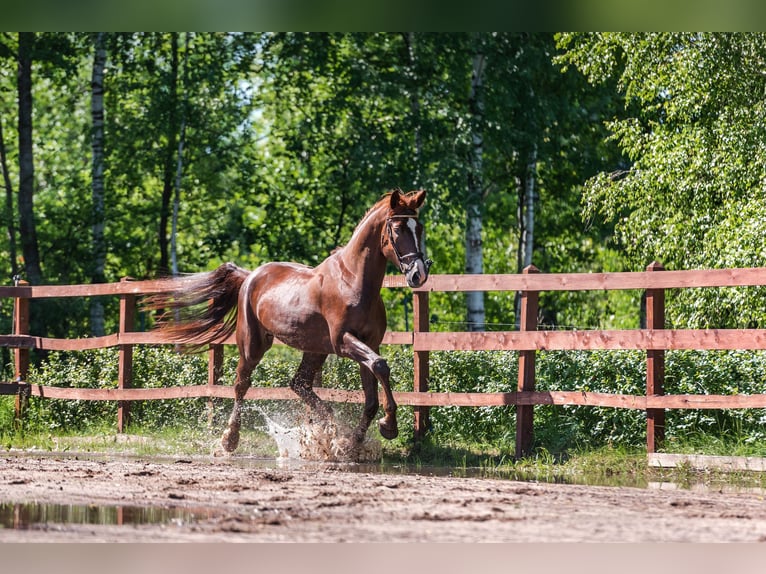 Oldenburg-International (OS) Gelding 5 years 17,1 hh Chestnut-Red in Osnabrück