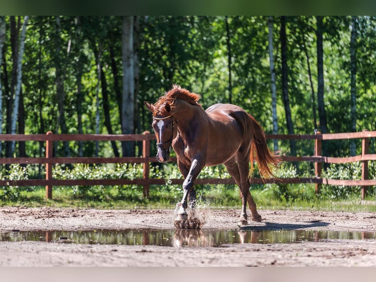 Oldenburg-International (OS) Gelding 5 years 17,1 hh Chestnut-Red in Osnabrück
