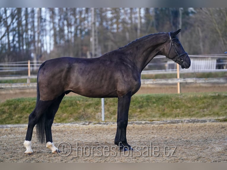 Oldenburg-International (OS) Gelding 5 years 17,2 hh Black in Ceske Budejovice