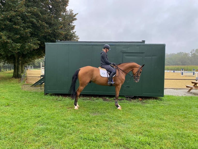 Oldenburg-International (OS) Gelding 5 years 17 hh Brown in Bad Bentheim