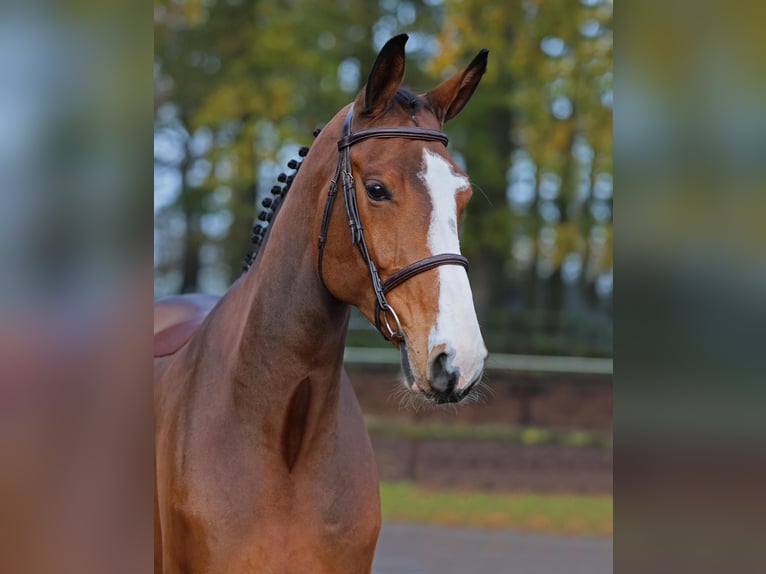 Oldenburg-International (OS) Gelding 5 years 17 hh Brown in Diepholz