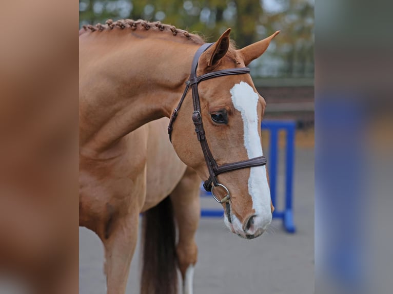 Oldenburg-International (OS) Gelding 5 years 17 hh Chestnut-Red in Diepholz