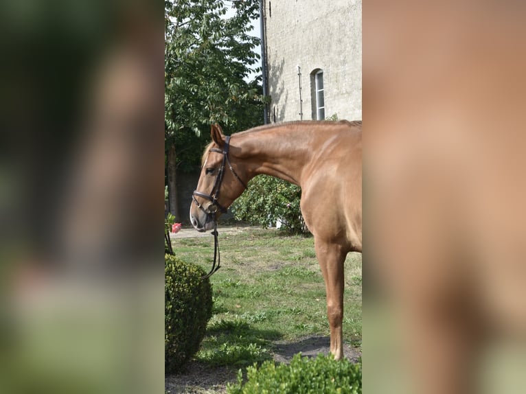 Oldenburg-International (OS) Gelding 5 years 17 hh Chestnut-Red in Klötze