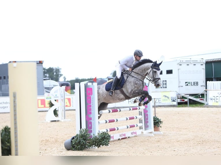 Oldenburg-International (OS) Gelding 5 years 18 hh Gray-Dapple in Emmendingen