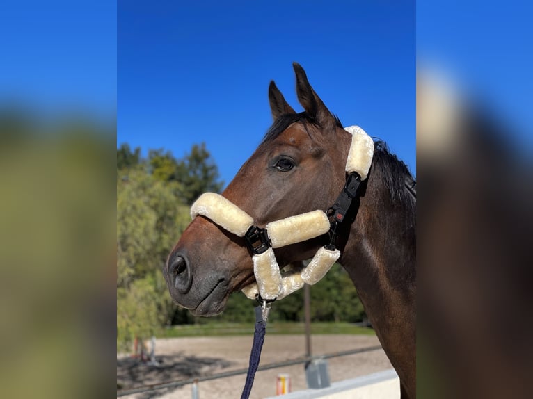 Oldenburg-International (OS) Gelding 5 years Brown in Thalgau